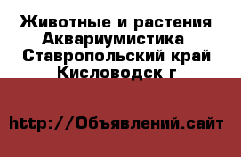 Животные и растения Аквариумистика. Ставропольский край,Кисловодск г.